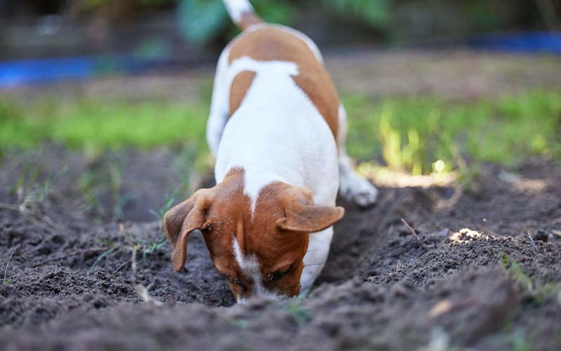 Dog digging prevention