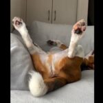 funny dog sleeping positions