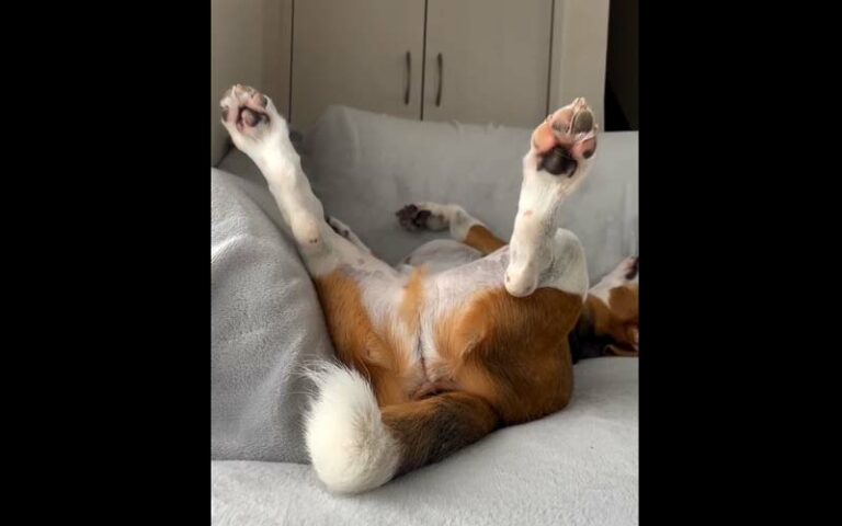 funny dog sleeping positions