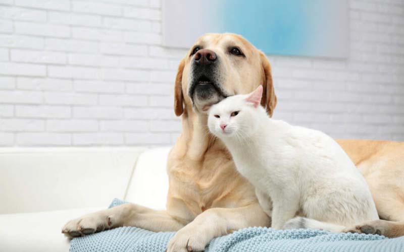 safe dog and cat introduction