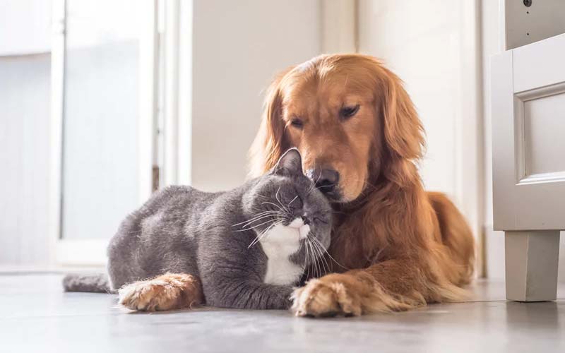 introducing a dog to a cat