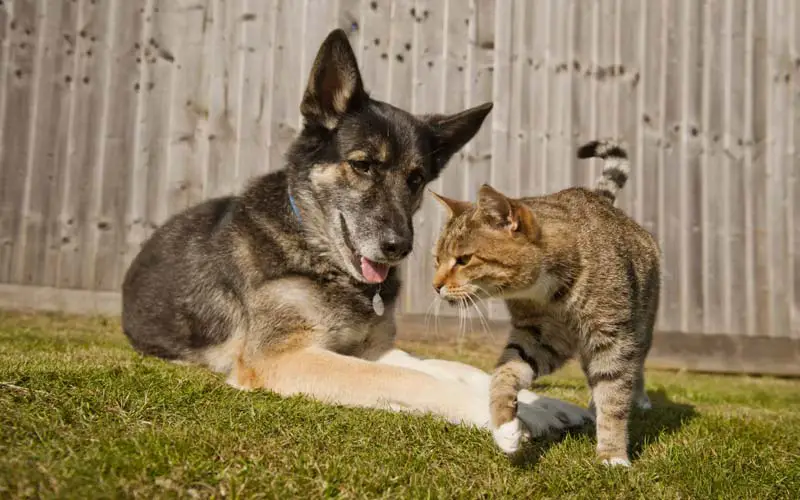 cat dog introduction guide