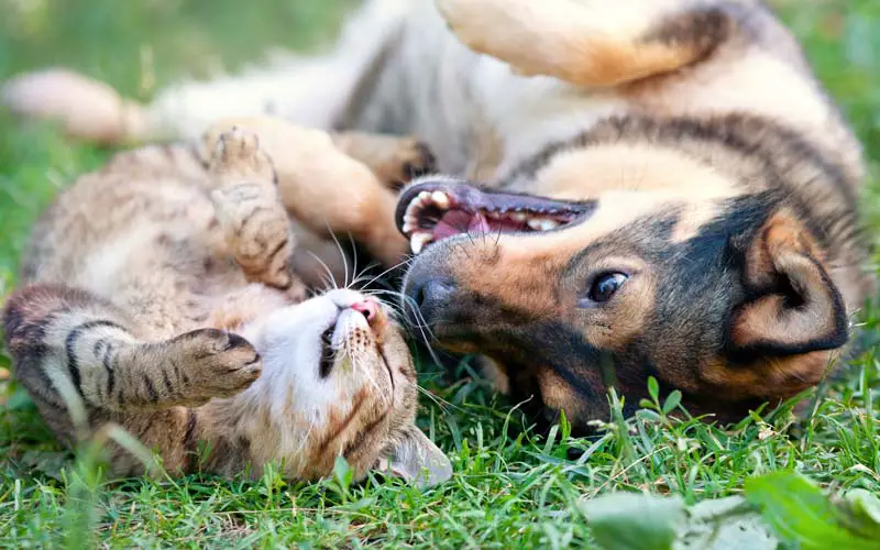 how to introduce dog to cat safely