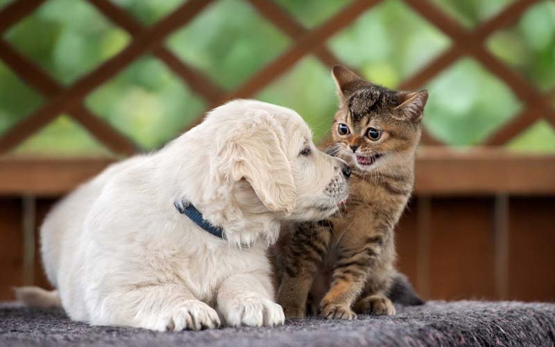 introduce cat to new dog