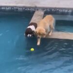 funny dog videos