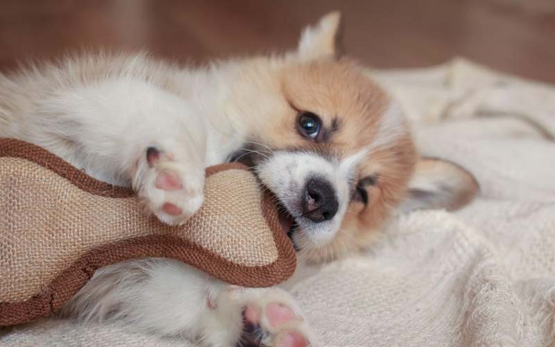 puppy teething behaviors