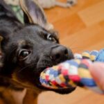 dog nibbling with front teeth