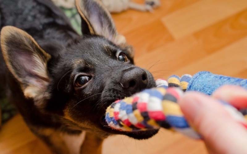 dog nibbling with front teeth