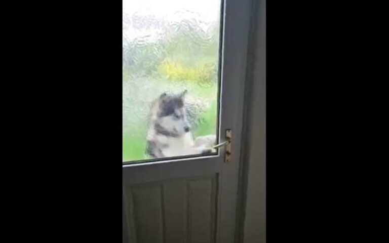 Alaskan Malamute house hack