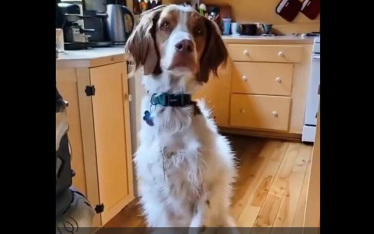 three-legged dog walks upright