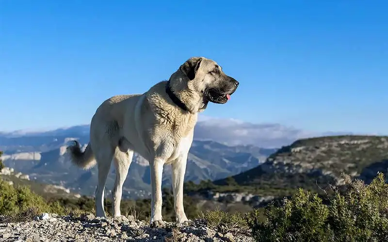 Kangal