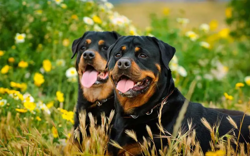 Rottweiler