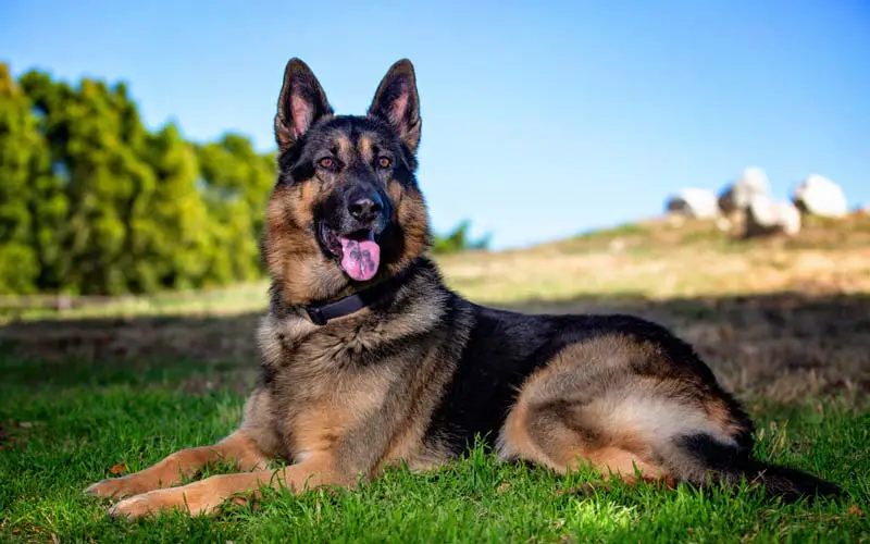 German Shepherd