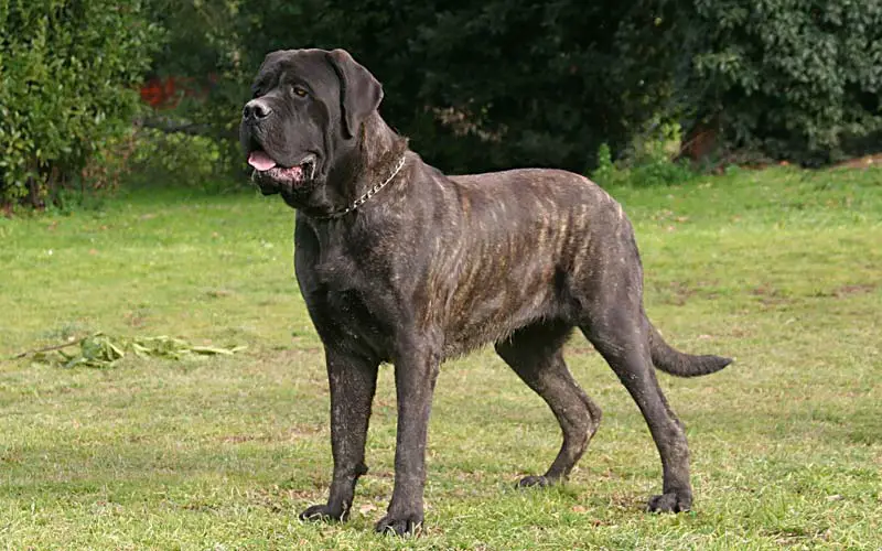 Mastiff