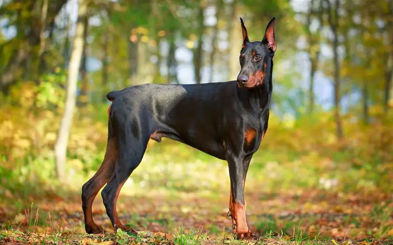 Doberman Pinscher