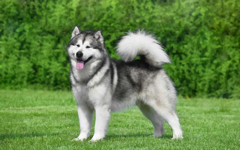 Alaskan Malamute