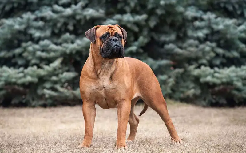 Bullmastiff