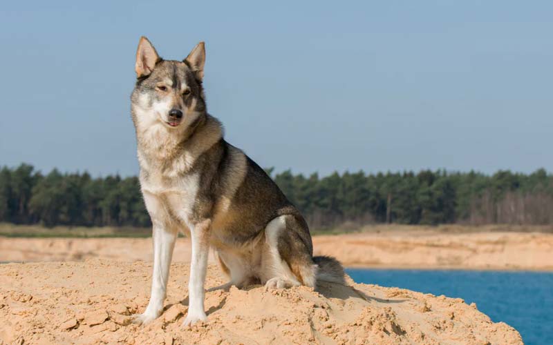 Wolfdog