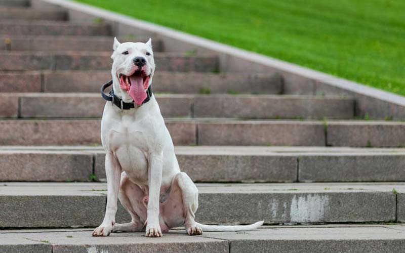 Dogo Argentino