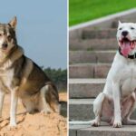 Dog breeds with strong jaws