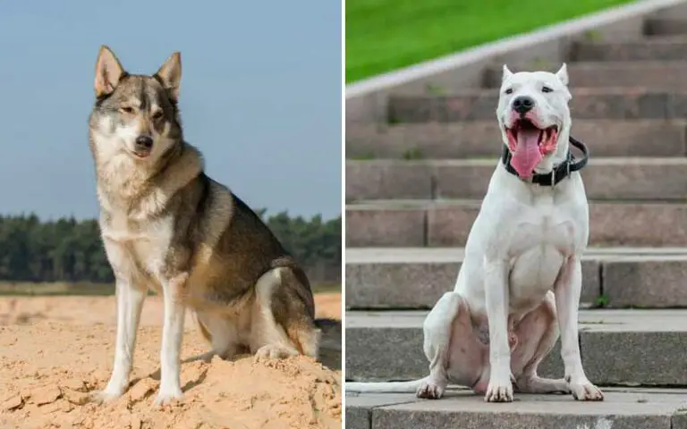 Dog breeds with strong jaws