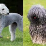 Ugliest dog breeds