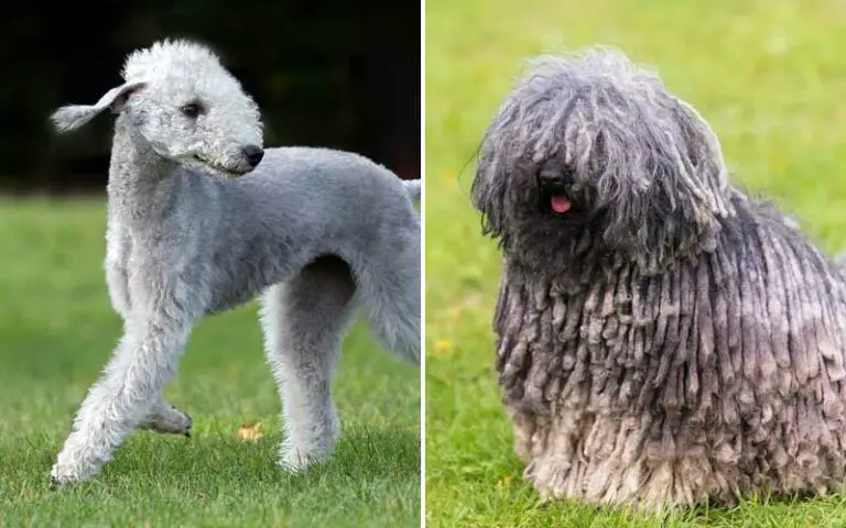 Ugliest dog breeds