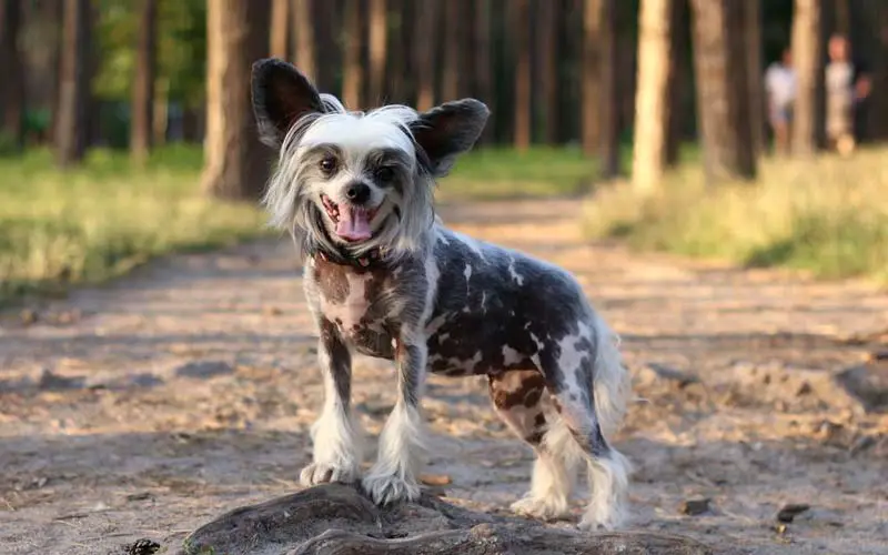 Chinese Crested Dog