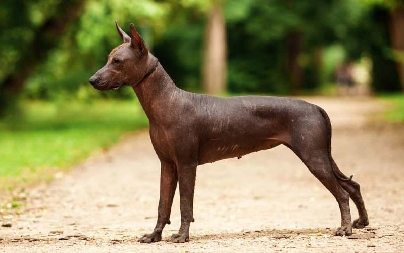 Xoloitzcuintli (Mexican Hairless)