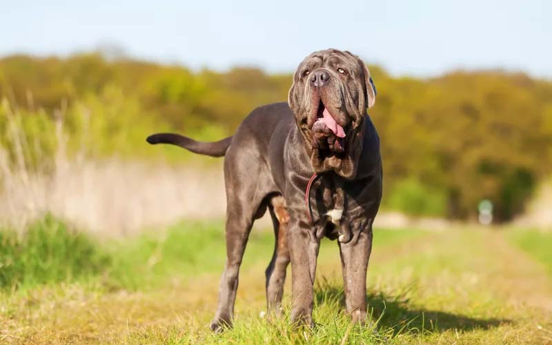 Neapolitan Mastiff