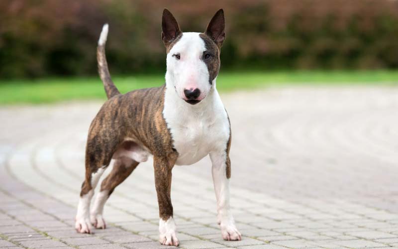 English Bull Terrier