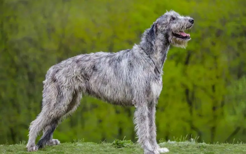 Irish Wolfhound