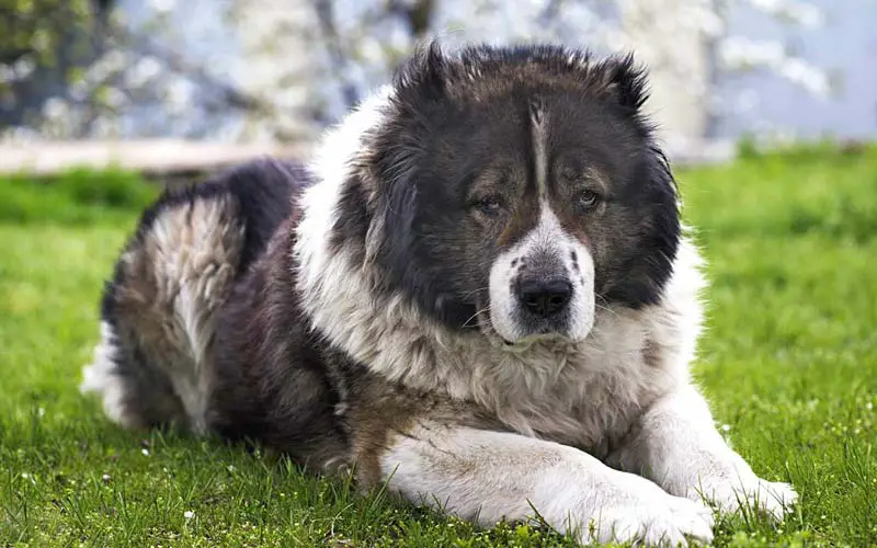 Caucasian Shepherd Dog