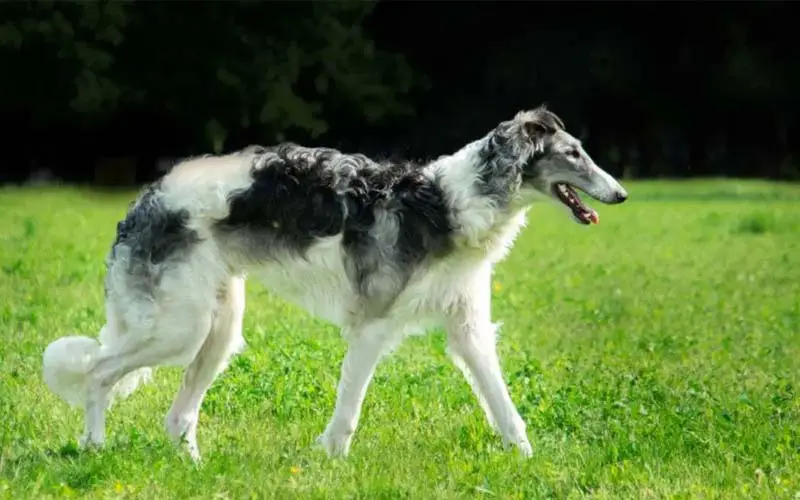 Borzoi