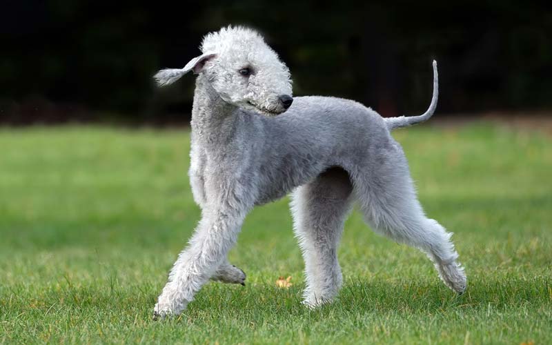 Bedlington Terrier