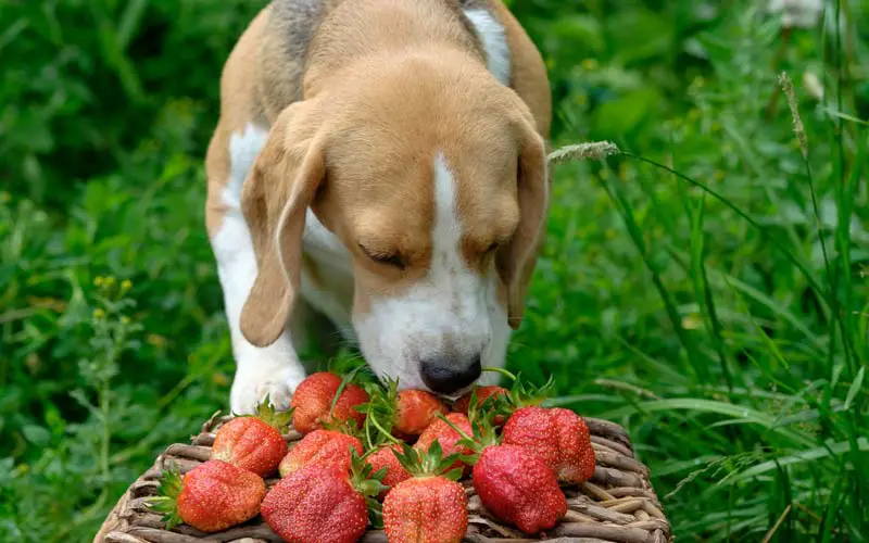 Harmful fruits for dogs