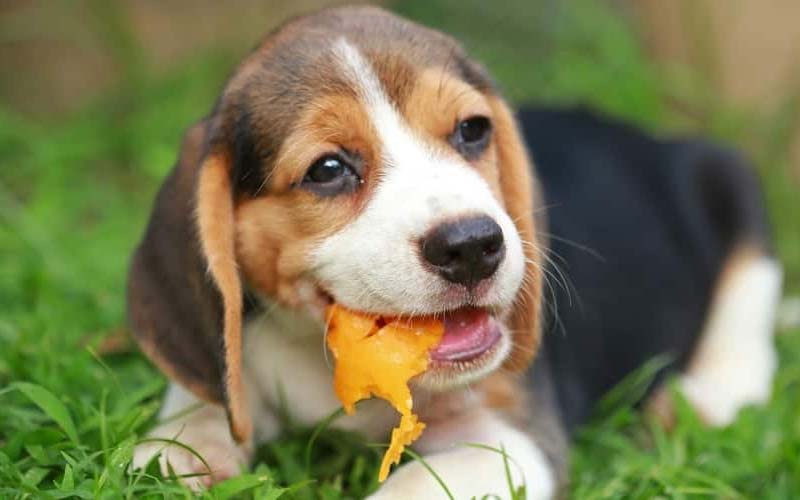 Unsafe fruits for dogs