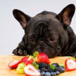 Fruits dogs can't eat