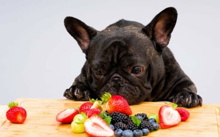 Fruits dogs can't eat