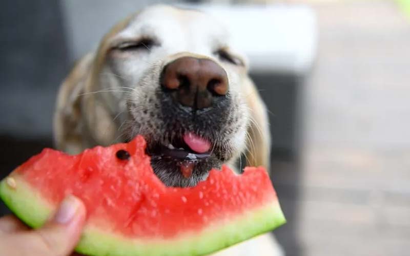 Fruits to avoid for dogs