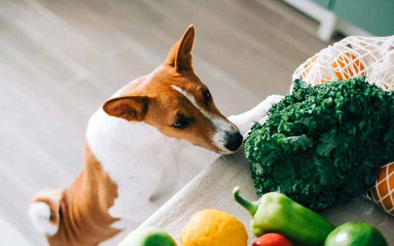 Can dogs eat grapes or raisins?