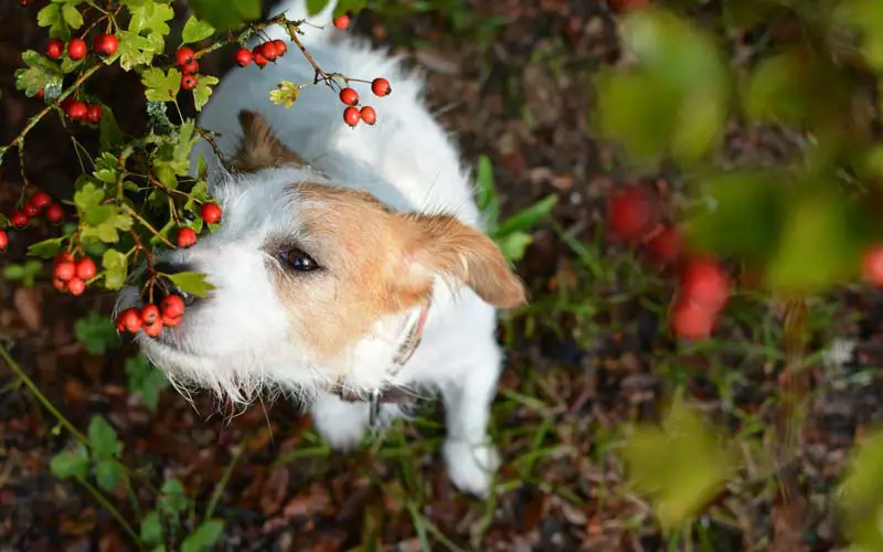 Cherries and dogs