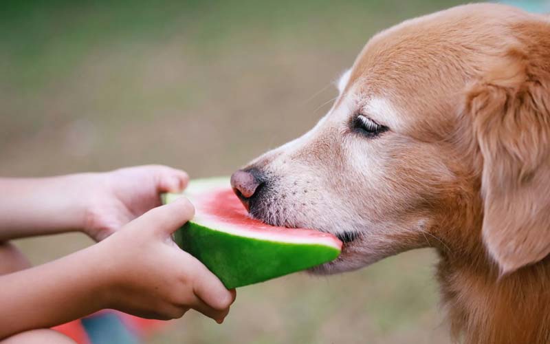 Fruits dogs can't eat