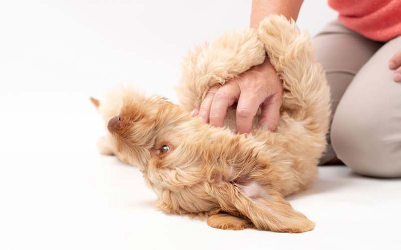 Tickle reflex in dogs