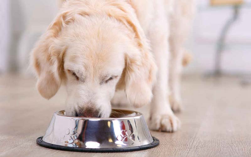 Dog vomiting undigested food