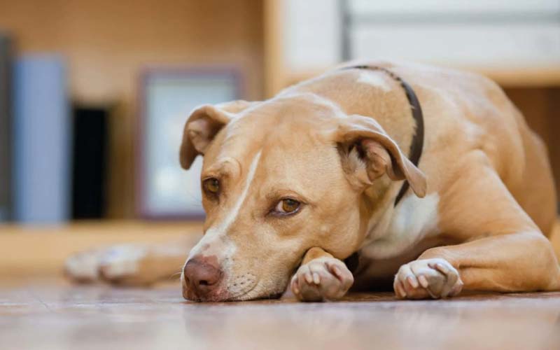 Arthritis in dogs