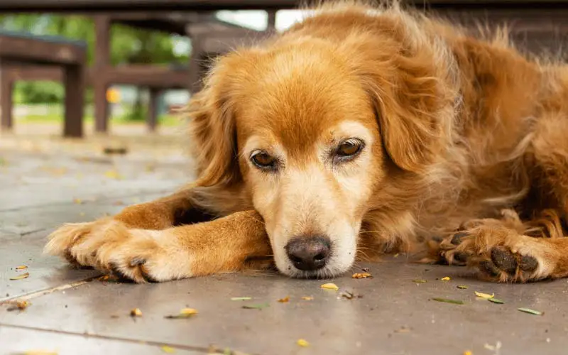 Symptoms of arthritis in dogs