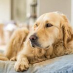 Arthritis in dogs