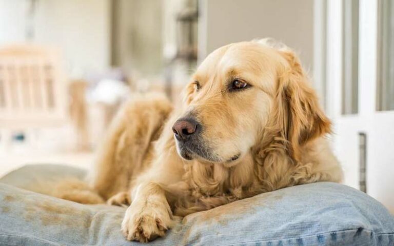 Arthritis in dogs