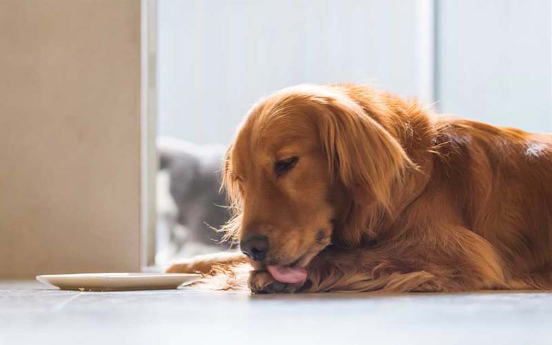 Dog urinary tract infection (UTI)